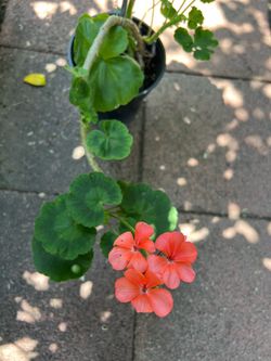 Geranio Plant
