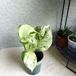 Pothos  manjula  plant
