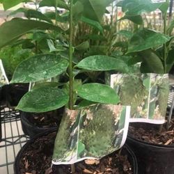 Soursop Graviola Guanabana Annona Muricata 1 Gallon Seedling Plant Tree Fully Grown