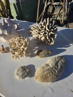 Coral And Assorted Shells