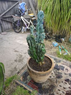 Monstroses apple cactus plant