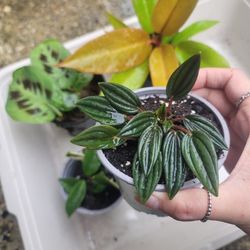 Bundle Plant Set Philodendron Prince Orange Peperomia Rosso Hoya Krimson Queen Etc