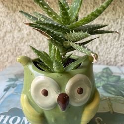 Bonita Planta Natural A Buen Presio A $8
