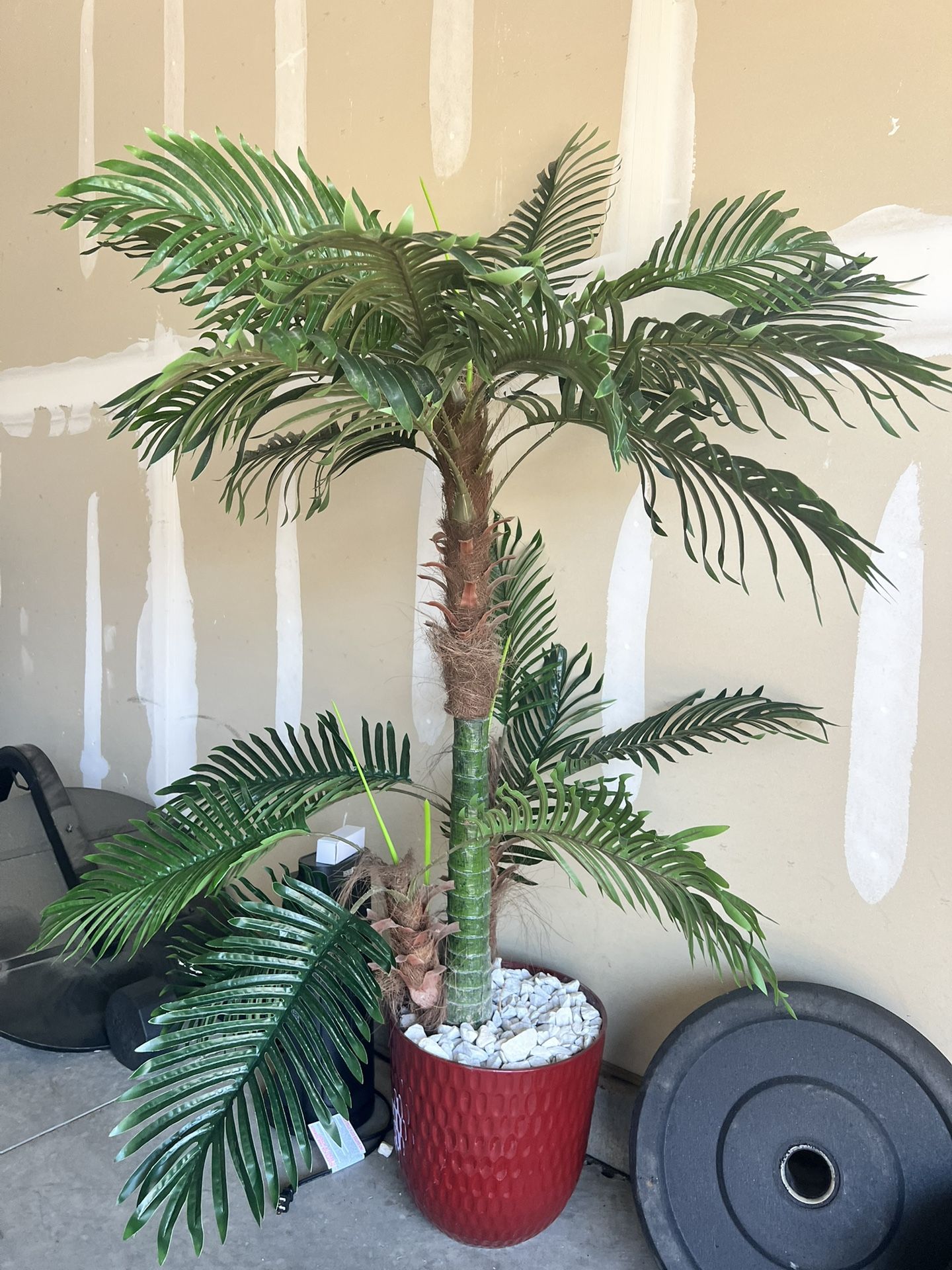 Beautiful Plant with Vase