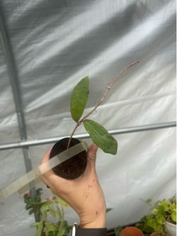Hoya Philippines