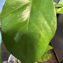 Variegated Tetrasperma Plant Cutting (pls Read Description Below)