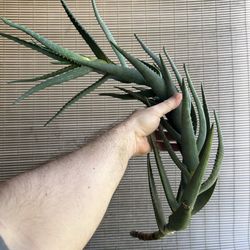 Aloe succulent plant cutting