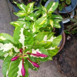 Jamaican Croton Landscape Plant