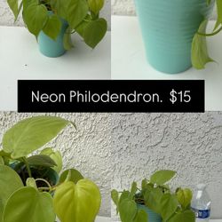 Philodendron Neon