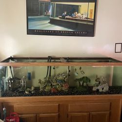 Fish Tank With Fishes And Filter