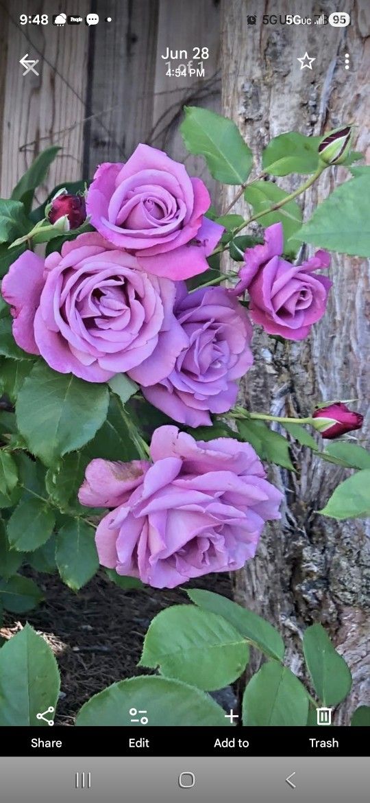 Rose Bushes and Trees Decortion Plants 