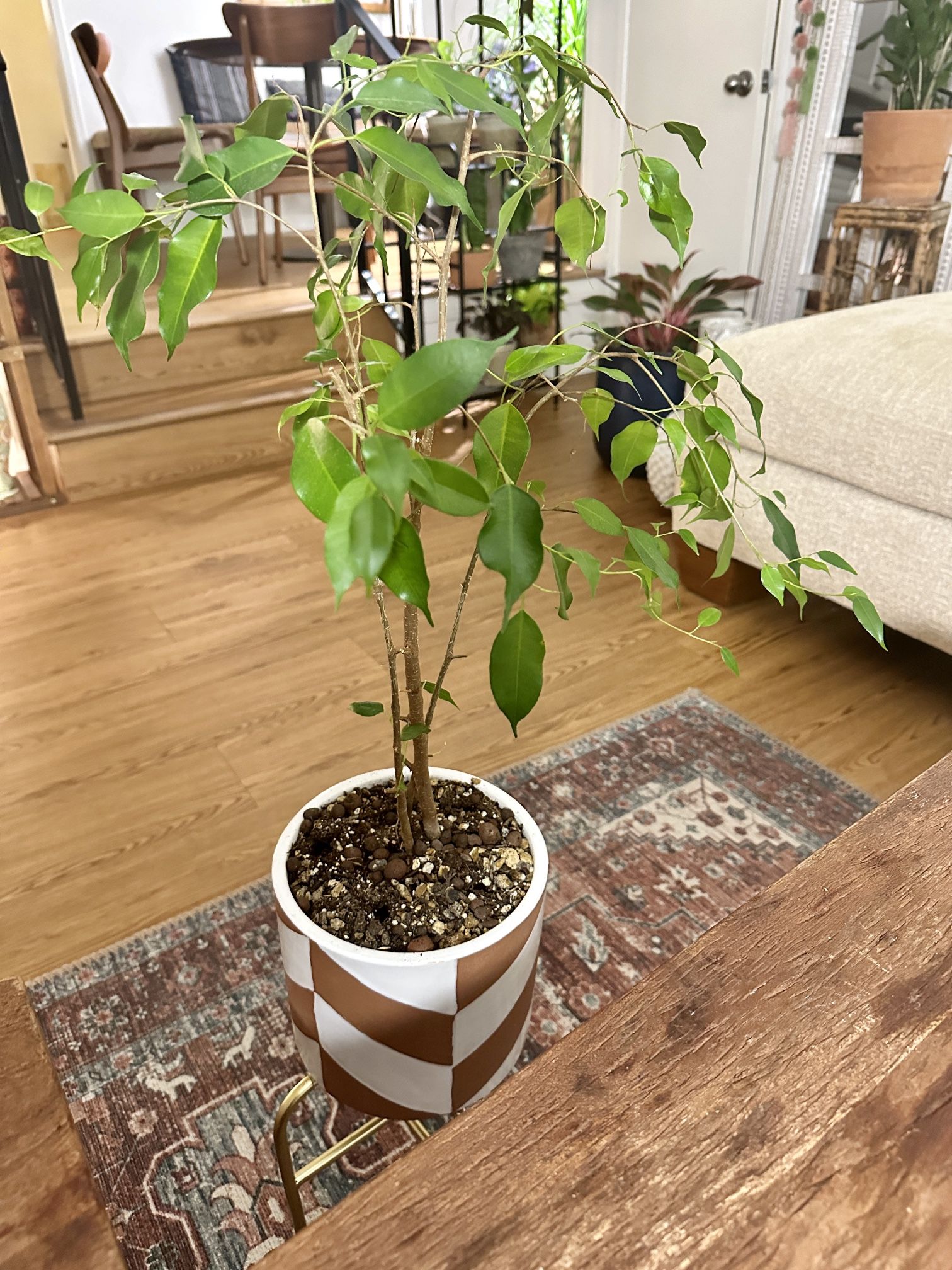 Ficus Benjamin Tree Indoor Plant In West Elm Planter Pot (Stand Additional)