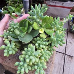 Full Pot Of Jelly Beans Succulent, With Two Other Different Kinds