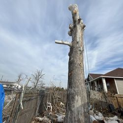 Estamos A La Orden Para Corte De Árboles En Todo Houston A Buen Precio