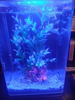 5 Gallon AIO Aquarium