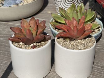 Rare succulent in white Ceremic pot