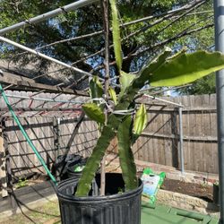 Dragon Fruit Plants