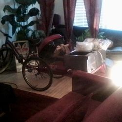 Three Wheel 🛞 Catering Bike 