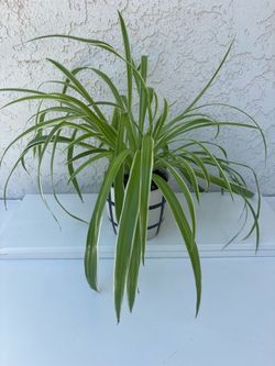 Spider Plant