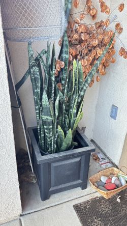 Snake Plant With Pot