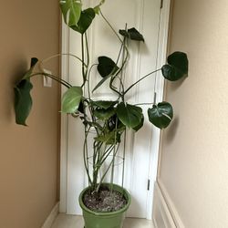 Large  Monstera with Decorative Pot