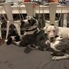L & Great Danes 