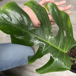 Monstera Albo Cutting