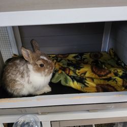 Netherland Dwarf Bunnies