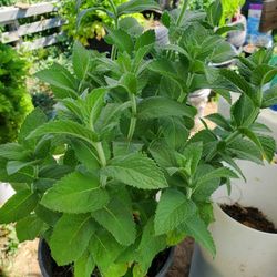 Spearmint Plant