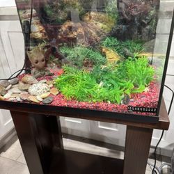 Fish Tank 