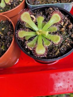 Sundew, Drosera Venusta, Plant