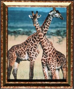Giraffes photography photo art animalistic landscape print