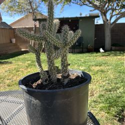 Cholla Cactus 