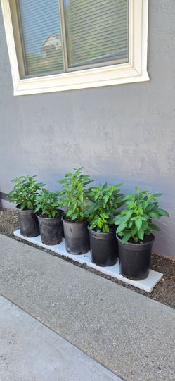 Pepino Melon Plant (人参果树) in 2 Gallon Pot. $10/each Pot.