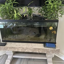 Fish Tank 