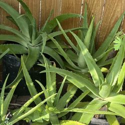 Very Big Aloe Vera Plants  Plantas De Sábilas Grandes Área 77015 Cloverleaf $10 Y $12 Super Grandees De 2-3 Años 