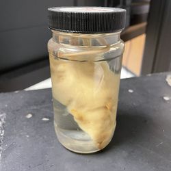 Preserved Mouse In Jar 