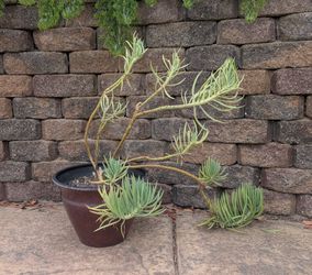 Potted Blue Chalksticks Succulent