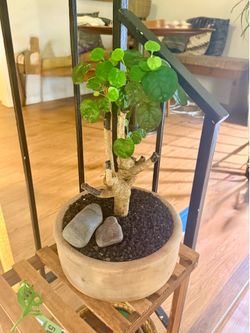Rare Fabian Aralia Stump Bonsai Plant in Vintage Terracotta Clay Planter Pot