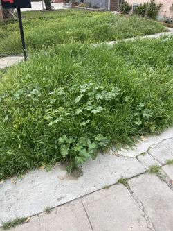 Jardinero 