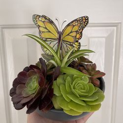 Beautiful Live Succulents Plant With Pot