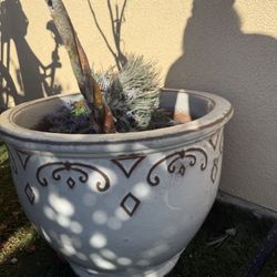 Big Planters