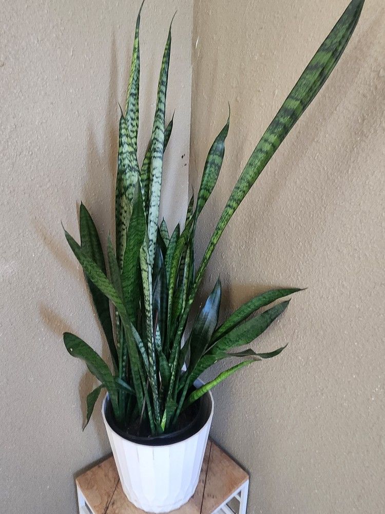 Espada De Rey Solo 50