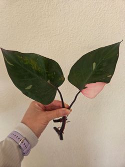 Philodendron Pink Princess Plant Cuttings