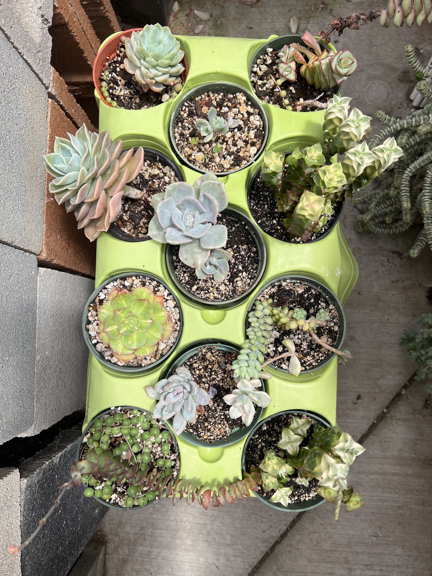 Assorted Succulents