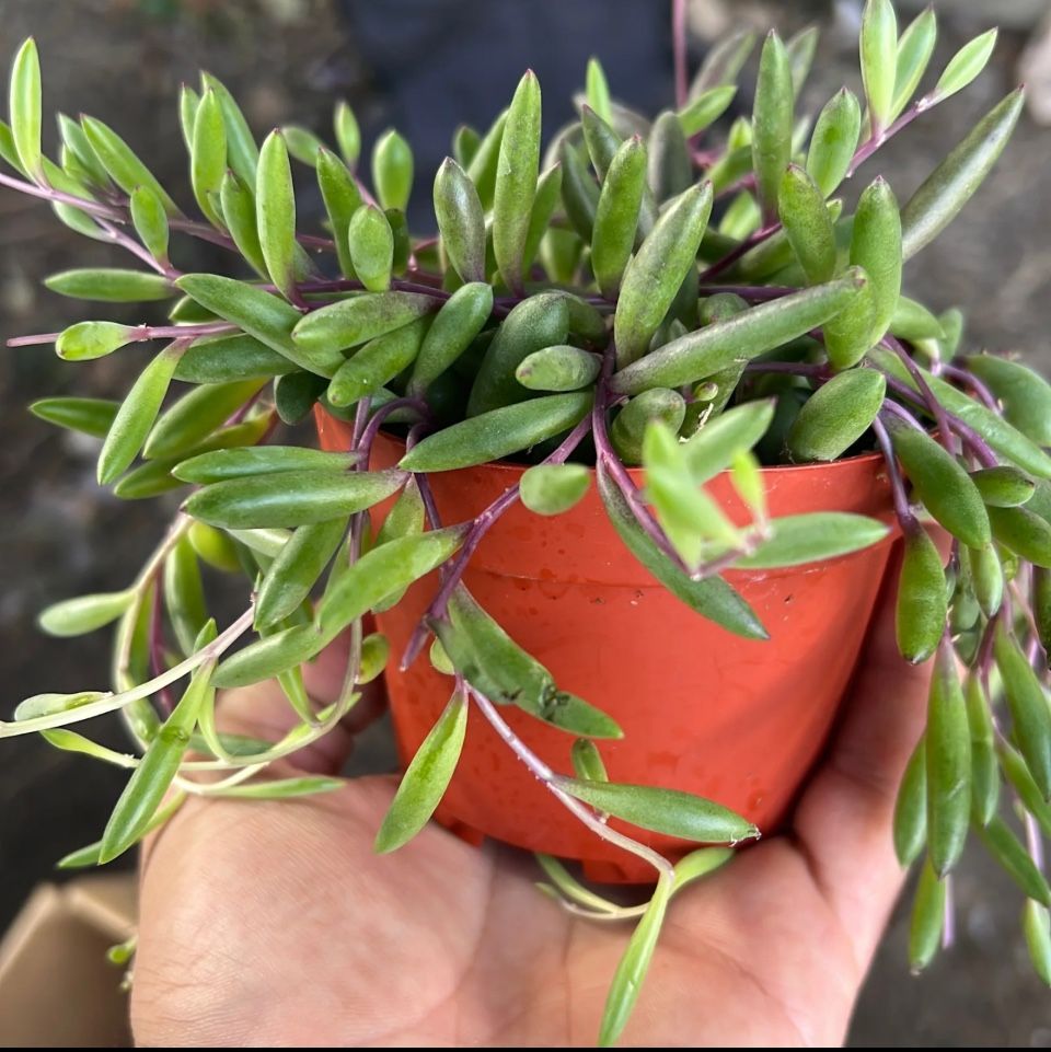 String Of Rubies | Succulent | 4” Inch Pot