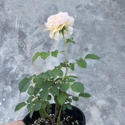 English Roses live plant 1 gallon “Effie” DA roses