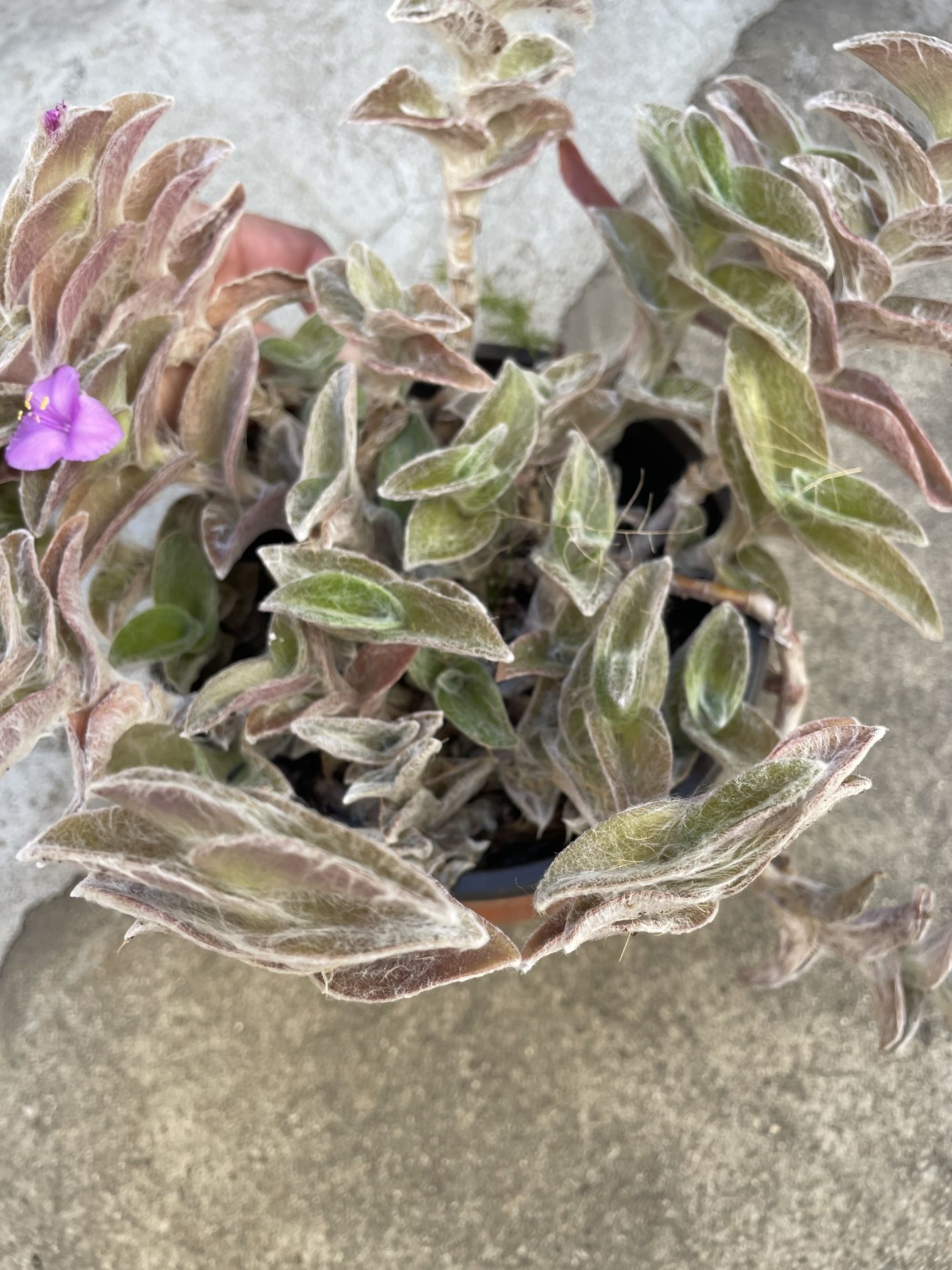 6in Pot Tradescantia Plant
