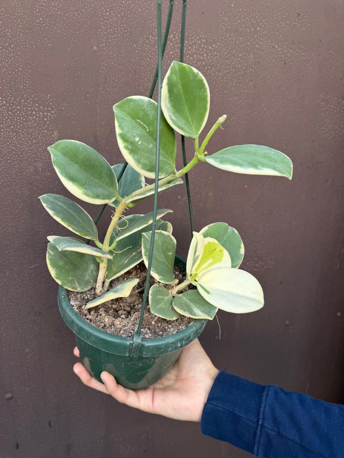 6” hoya pachyclada variegated 2 plants