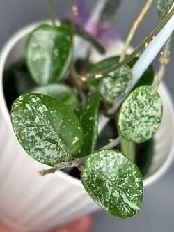 Hoya Mathilda splash
